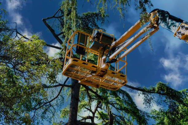 Best Tree Removal  in Viera West, FL