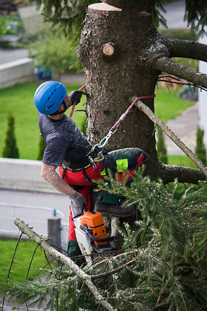 How Our Tree Care Process Works  in  Viera West, FL